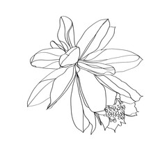 black and white line illustration of Epiphyllum flowers on a white background