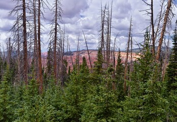 Alpine Pond Trail at Cedar Breaks National Monument views from hiking trail near Brian head and Cedar City, Utah. United States. USA