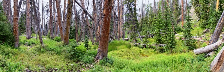 Alpine Pond Trail at Cedar Breaks National Monument views from hiking trail near Brian head and Cedar City, Utah. United States. USA