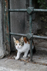 scared little kitten behind steel bars on Istanbul street