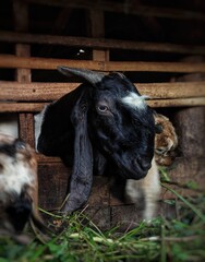 goats being fed in a pen at a small village farm