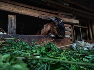 goats being fed in a pen at a small village farm