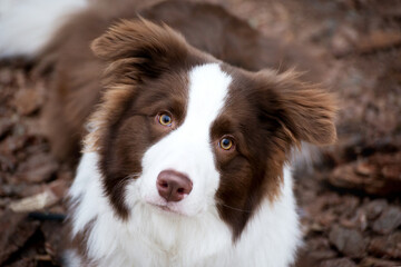 Adorable Border Collie puppy sitting on the ground. Fluffy puppy in the park.