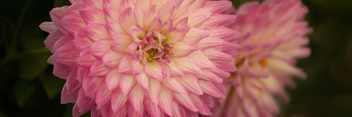 Panorama closeup of pink and white Dahlia flower against a dark background