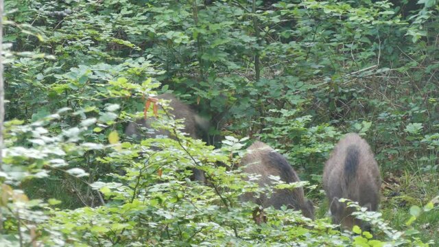 freilebende Wildschweine suchen Futter im Laubwald 