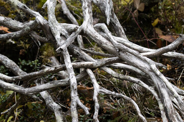 Old dead Spruce branches in an old-growth forest in Northern Finland. 