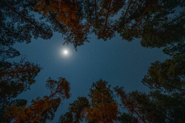 Fototapeta na wymiar moonlight over trees forest