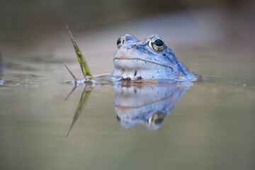 Blue Moor frog breeding male in water