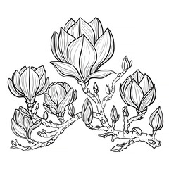 A branch with magnolia buds. Black contour drawing on a white background. Drawing for coloring. - 467451828