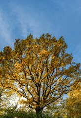 Panorama of a oak autumn tree in the country side