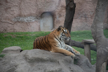 Tigre