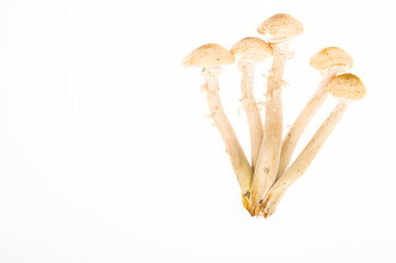 Fototapeta premium Bunch of forest edible autumn mushrooms honey agarics isolated on white background. Studio Photo