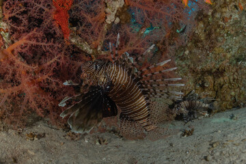 Lion fish in the Red Sea colorful fish, Eilat Israel
