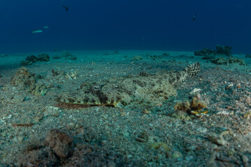 Fish swim in the Red Sea, colorful fish, Eilat Israel
