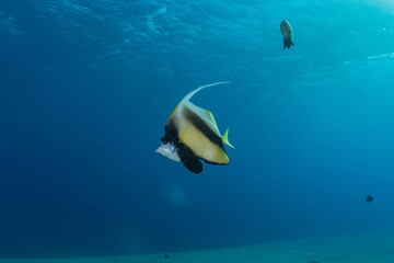 Fish swim in the Red Sea, colorful fish, Eilat Israel
