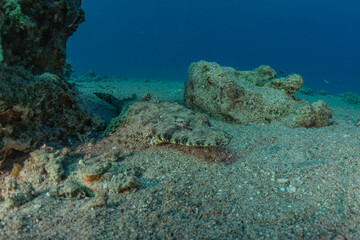 Fish swim in the Red Sea, colorful fish, Eilat Israel
