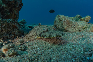 Fish swim in the Red Sea, colorful fish, Eilat Israel
