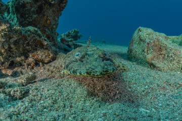 Fish swim in the Red Sea, colorful fish, Eilat Israel
