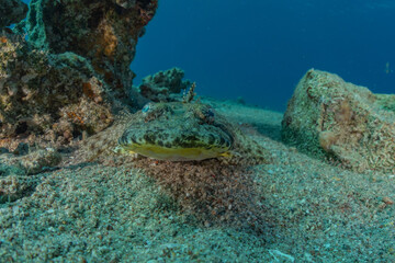 Fish swim in the Red Sea, colorful fish, Eilat Israel
