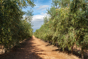 Plantación de olivas. Olivas en fruto. Olivares en flor con aceitunas. Recogida para aceite de oliva.