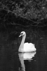 swan on the lake