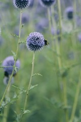 thistle and bee