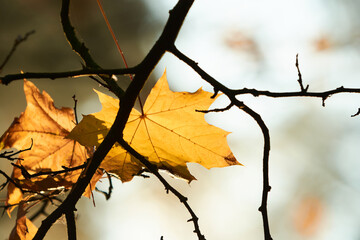 Last yellow maple leaves in branches