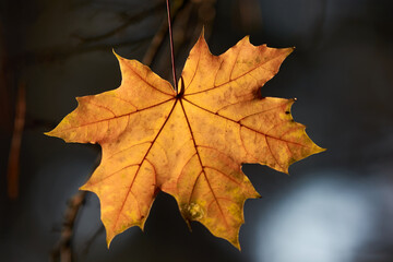Naklejka na ściany i meble Last yellow maple leaves in branches