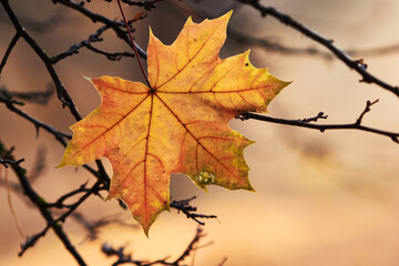 Last yellow maple leaves in branches