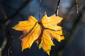 Last yellow maple leaves in branches
