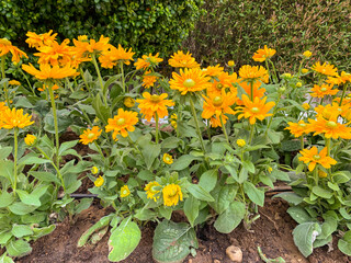 Floral background of orange flowers growing on flower bed
