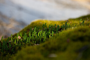 green moss on the ground