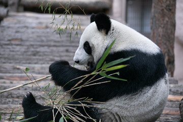 panda eating bamboo