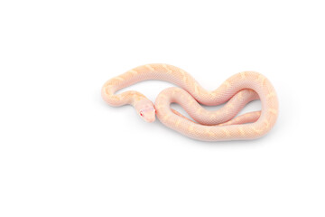 beautiful colorfull Rat Snake isolated on white background