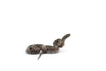 beautiful colorfull Rat Snake isolated on white background