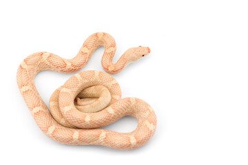 beautiful colorfull Rat Snake isolated on white background