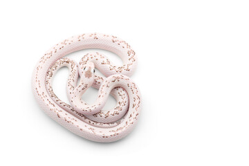 beautiful colorfull Rat Snake isolated on white background