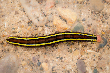 View from above of the brown pink form of the Broom Moth caterpillar with bold black and yellow stripes down its length