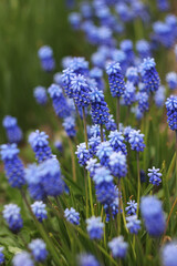 Fototapeta premium purple muscari flower blue flowerbed