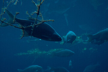 Naklejka premium Group of fish swimming underwater