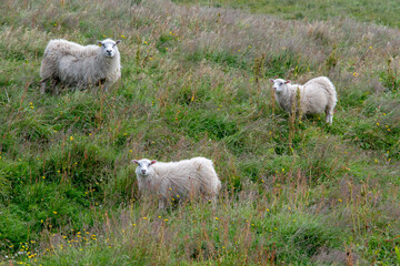 Naklejka premium Grassy landscape icelandic sheep grazing near the Black Sand Beach Vik South Iceland