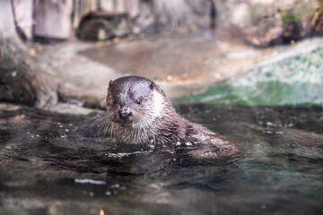 otter in a pond