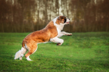 Happy saint bernard dog playing outdoors in autumn