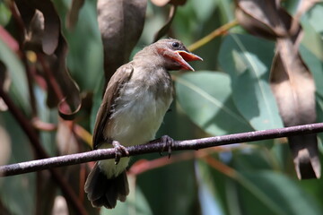 chick on a branch