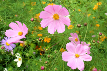 GROWING COSMOS. Cosmos are annual flowers with colorful, daisy-like flowers,