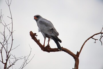 hawk