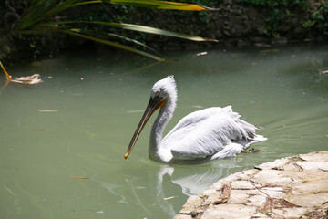 pelican on the beach