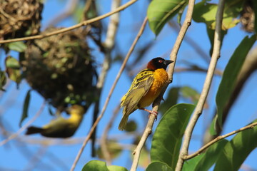 ploceus cucullatus