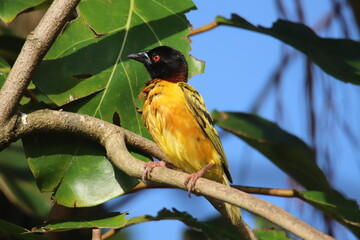 ploceus cucullatus on branch