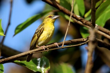 Obraz premium ploceus cucullatus on a branch